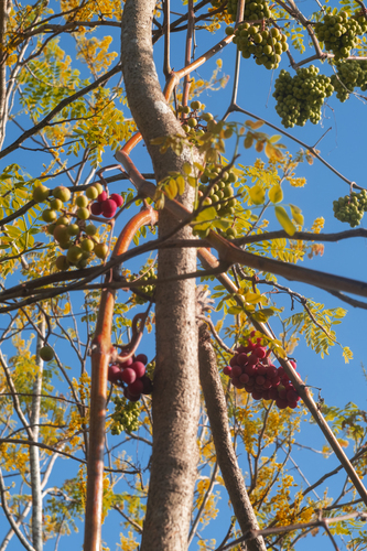 Ampelocissus acapulcensis (Ampelocissus acapulcensis)