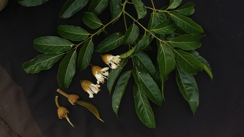 Alexa grandiflora