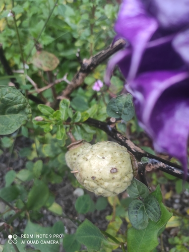 metel devil's trumpet
