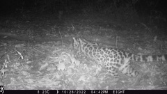 Leopardus wiedii image