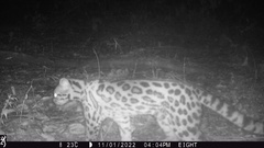 Leopardus wiedii image