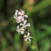 Small-flowered Catchfly - Photo (c) mjcorreia, all rights reserved