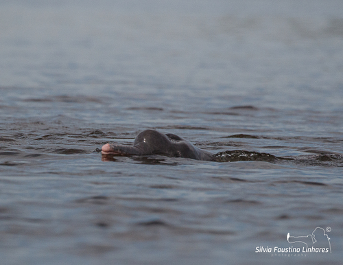 Araguaian River Dolphin (Inia araguaiaensis) — Data Deficient Mammalia