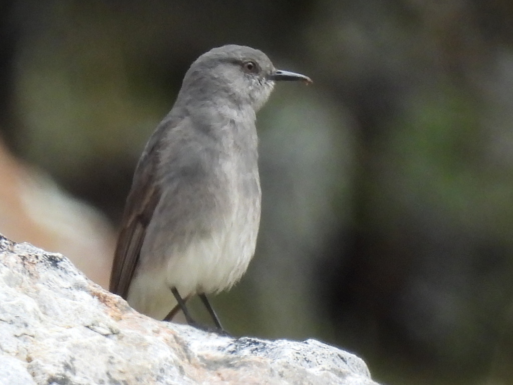 Rufous-webbed Bush-Tyrant photo
