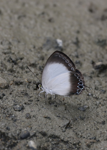 Hypochlorosis ancharia