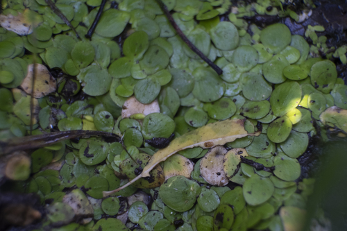 greater duckweed (Spirodela polyrhiza)