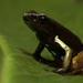 Bernhard's Mantella - Photo (c) Eric Heisey, all rights reserved, uploaded by Eric Heisey