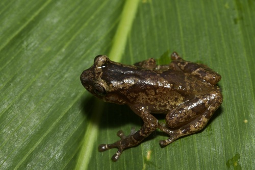 Common Giant Treefrog