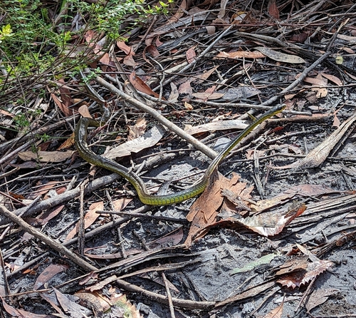 Common Tree Snake sighting