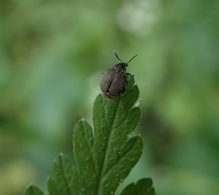 Bruchus viciae