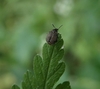 Bruchus viciae - Photo (c) Guillaume Douault, all rights reserved, uploaded by Guillaume Douault