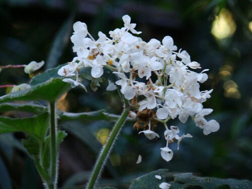 Begonia jocelinoi