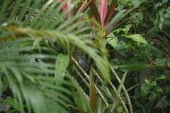 Thamnophilus doliatus image