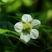 Rubus rosifolius - Photo (c) FabioBabi, כל הזכויות שמורות, הועלה על ידי FabioBabi