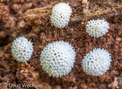 Ceratiomyxa porioides nuotrauka