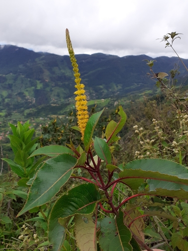 Abatia glabra