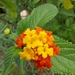 Lantana hirsuta amazonica - Photo (c) Pedro Couto, all rights reserved, uploaded by Pedro Couto