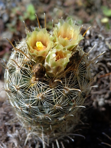 Scheer's Fishhook Cactus