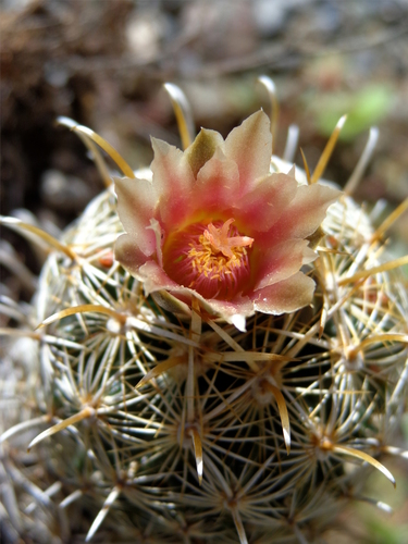 Scheer's Fishhook Cactus