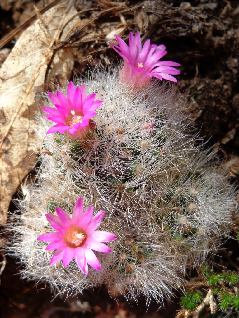 Mammillaria laui  iNaturalist
