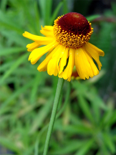 Helenium microcephalum var. ooclinium
