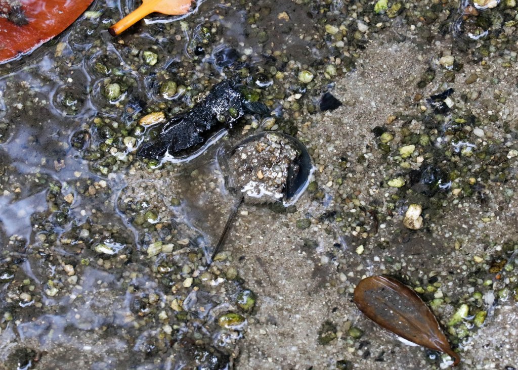 Mangrove Horseshoe Crab From Sungei Buloh Wetland Reserve, Singapore On 