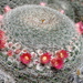 Mammillaria klissingiana - Photo 由 Lex García 所上傳的 (c) Lex García，保留所有權利