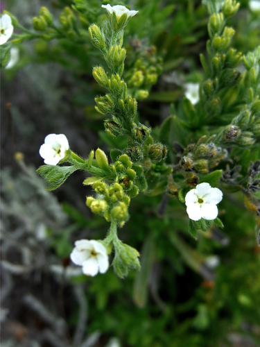 Antiphytum heliotropioides A. DC.