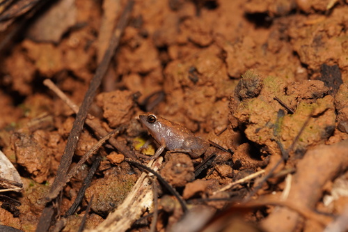 Andoany Stump-toed Frog