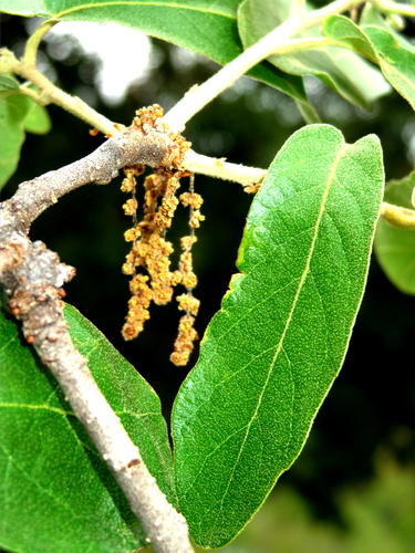 Quercus laeta