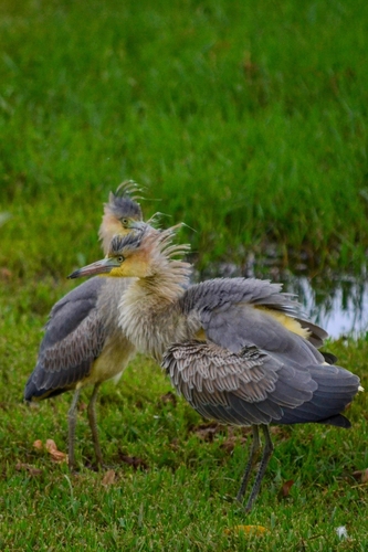 Whistling Heron