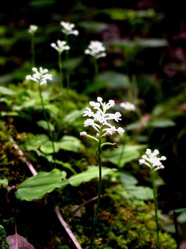 Cranichis sylvatica