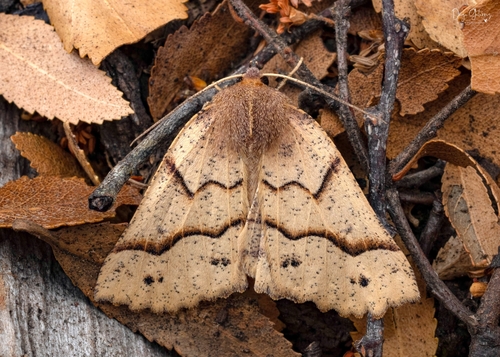 Dectochilus antucaria