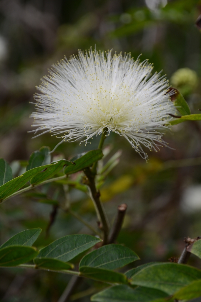 Albizia lebbeck — an easy houseplant, prefers full sun light