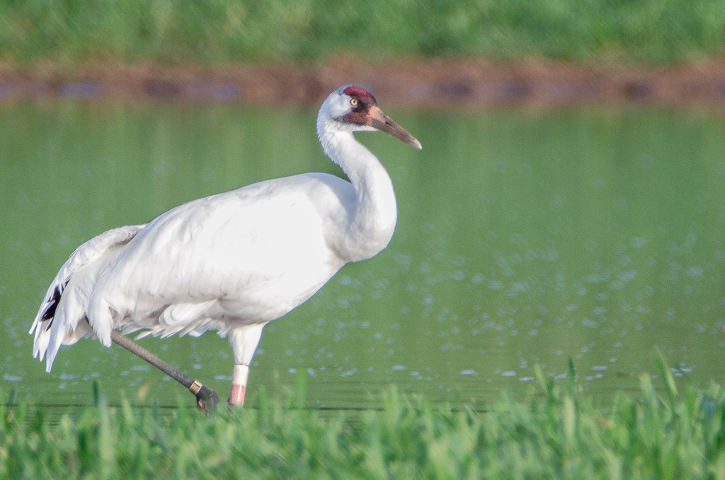 Whooping Crane (Grus americana) photo