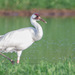 Whooping Crane - Photo (c) j_albright, all rights reserved