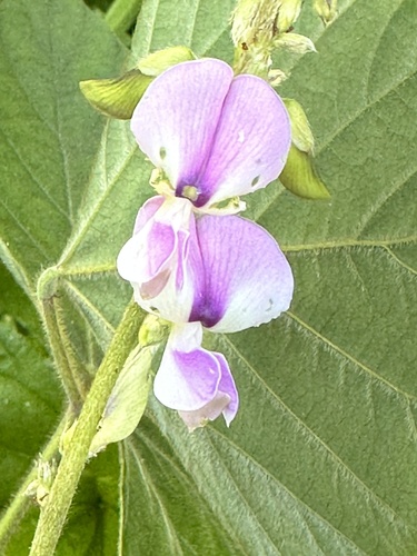 Pueraria phaseoloides image
