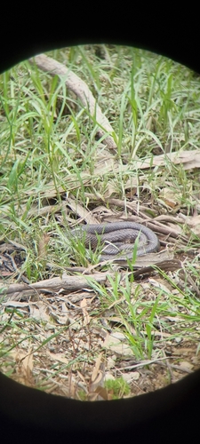 Tiger Snake sighting