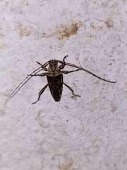 Image of Anisopodus hamaticollis
