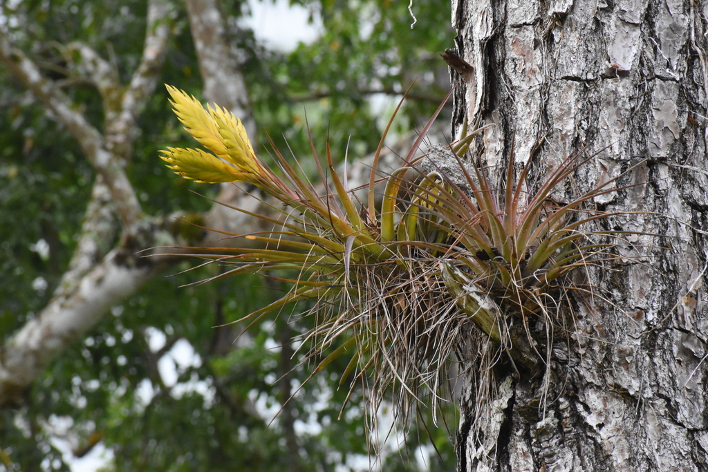 Airplants (Genus Tillandsia) · iNaturalist