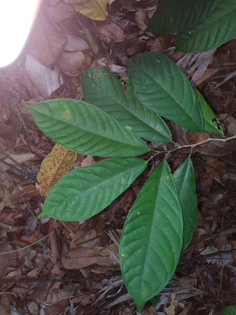 Osmelia philippina (Osmelia philippina)