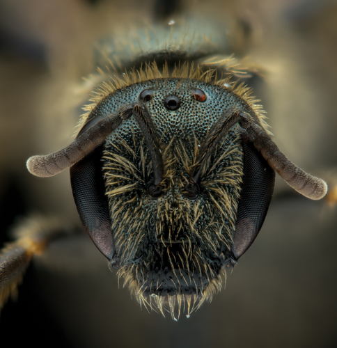 Halictus gavarnicus · iNaturalist