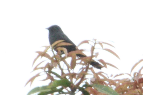 Northern Black-Flycatcher
