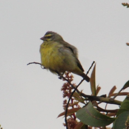 Yellow-fronted Canary