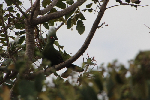 Guinea Turaco