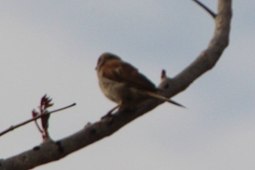 Northern Grey-headed Sparrow