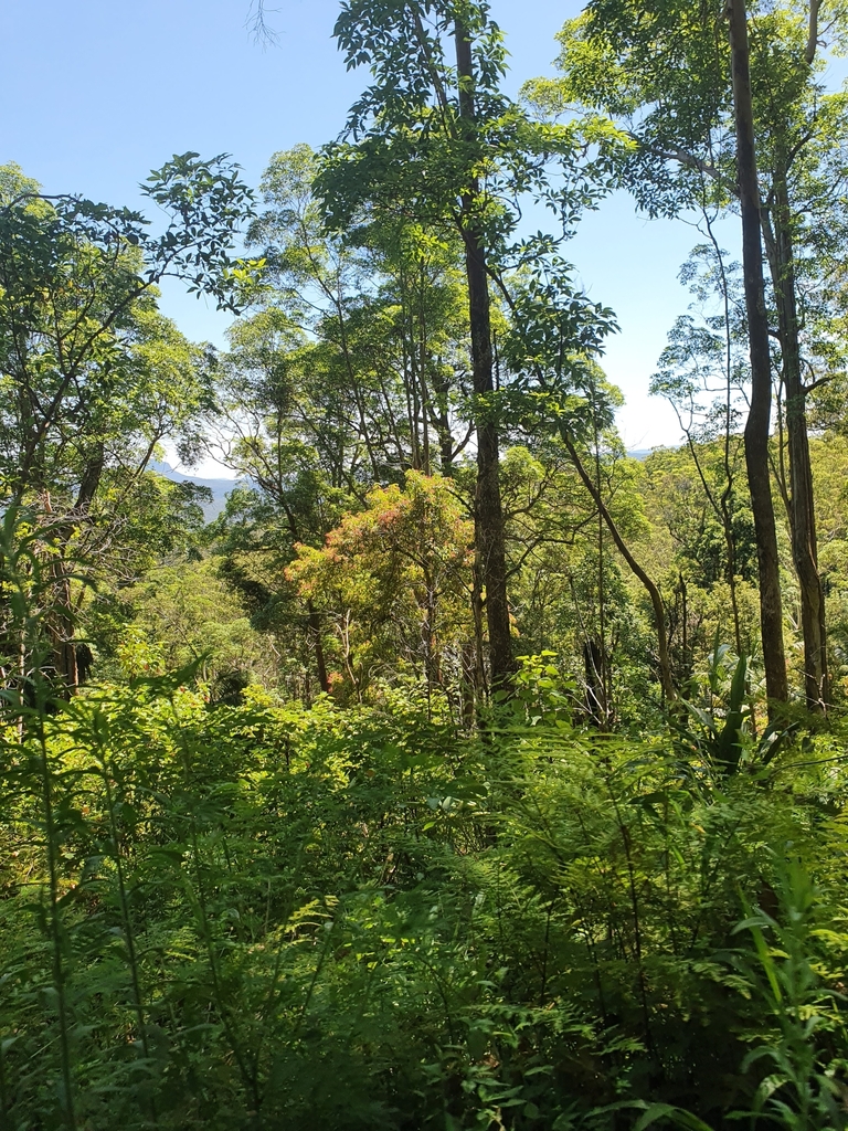 Soft Corkwood from Dairy Flat NSW 2474, Australia on January 10, 2023