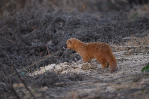 Taiwan Weasel