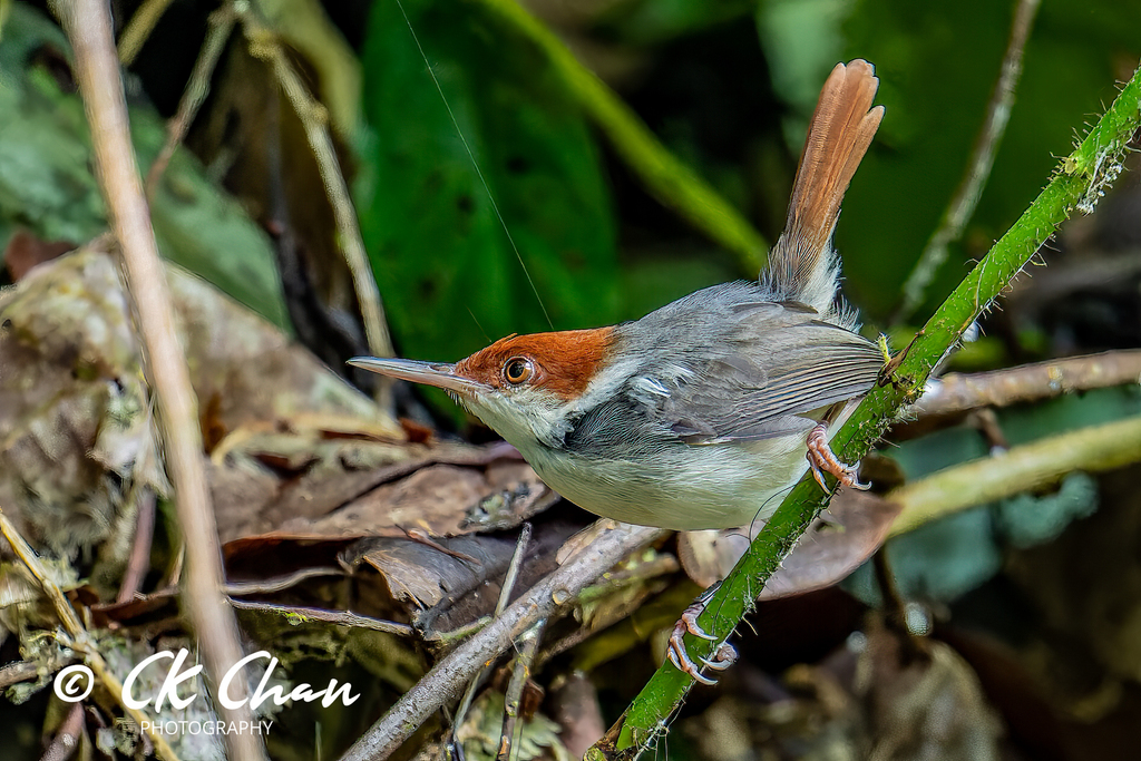 Rufous-tailed Tailorbird photo