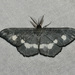 Hyposidra picaria - Photo (c) Dr. Alexey Yakovlev, todos los derechos reservados, subido por Dr. Alexey Yakovlev